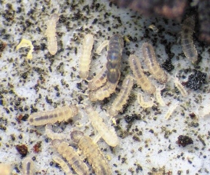 <em>Spretthalen Folsomia quadrioculata er individualist som ungdom. Dette bildet er fra laboratoriet der den pent må finne seg å bo i grupper hele livet. Foto: Hans Petter Leinaas</em> <em>Spretthalen Folsomia quadrioculata er individualist som ungdom. Dette bildet er fra laboratoriet der den pent må finne seg å bo i grupper hele livet. Foto: Hans Petter Leinaas</em>