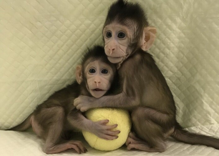 Med Zhong Zhong og Hua Hu er verdens første klonede pattedyr en realitet. (Foto: Qiang Sun and Mu-ming Poo, Chinese Academy of Sciences) Med Zhong Zhong og Hua Hu er verdens første klonede pattedyr en realitet. (Foto: Qiang Sun and Mu-ming Poo, Chinese Academy of Sciences)