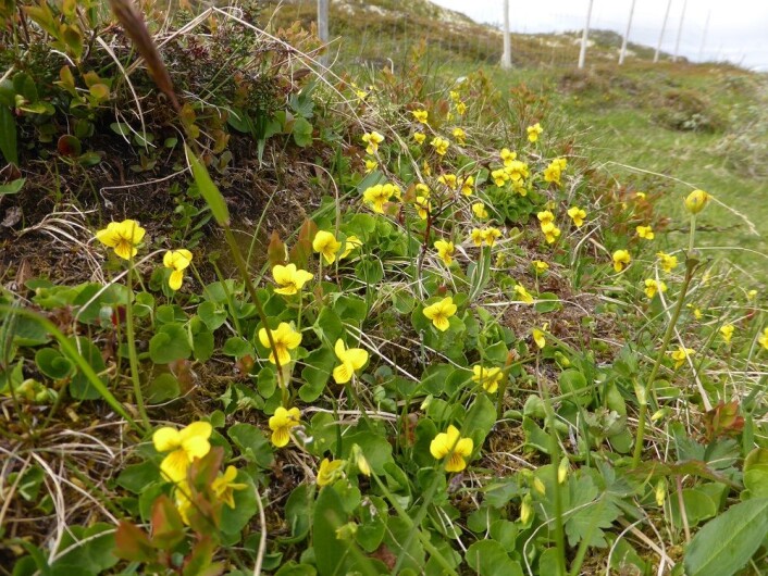 Fjellfiol er vår eneste viltvoksende gule fiol. (Foto: Siri Lie Olsen) Fjellfiol er vår eneste viltvoksende gule fiol. (Foto: Siri Lie Olsen)