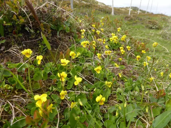 Fjellfiol er vår eneste viltvoksende gule fiol. (Foto: Siri Lie Olsen)