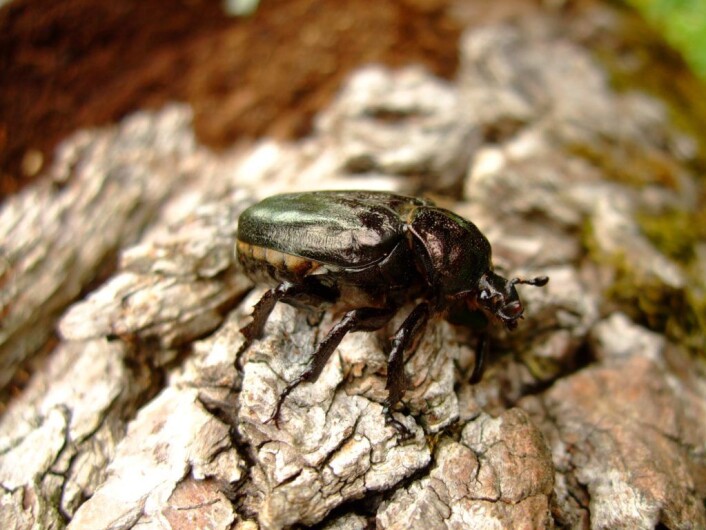 Den trua eremittbilla, <em>Osmoderma eremita</em>. Foto: Anne S-T Den trua eremittbilla, <em>Osmoderma eremita</em>. Foto: Anne S-T