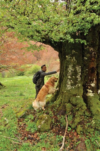 «Billehunden» Teseo leter etter eremittbilla. Foto: Emilia Capogna, fra artikkelen. «Billehunden» Teseo leter etter eremittbilla. Foto: Emilia Capogna, fra artikkelen.