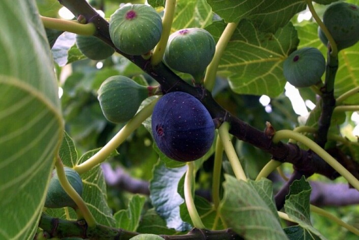 Fikenfrukt med den lille åpningen som fikenvepsen kan krabbe inn i. (Foto: Colourbox) Fikenfrukt med den lille åpningen som fikenvepsen kan krabbe inn i. (Foto: Colourbox)