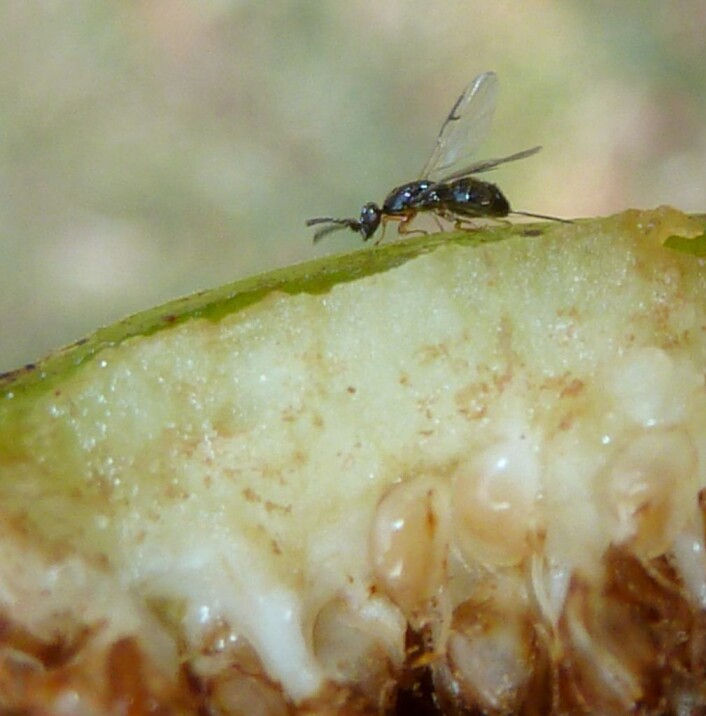 En hunn av fikenvepsen <em>Ceratosolen capensis</em> på utsiden av en fikenfrukt. Foto: Jan Celliers Park En hunn av fikenvepsen <em>Ceratosolen capensis</em> på utsiden av en fikenfrukt. Foto: Jan Celliers Park