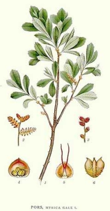 Pors (Mycae gale). (Illustrasjon: Carl Axel Magnus Lindman / Wikimedia Commons) Pors (Mycae gale). (Illustrasjon: Carl Axel Magnus Lindman / Wikimedia Commons)