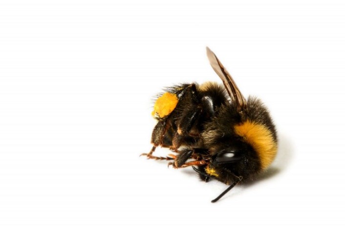 I Tyskland er mengden flyvende insekter, målt som biomasse, nå bare en fjerdedel av hva den var for 27 år siden. (Foto: Shutterstock) I Tyskland er mengden flyvende insekter, målt som biomasse, nå bare en fjerdedel av hva den var for 27 år siden. (Foto: Shutterstock)