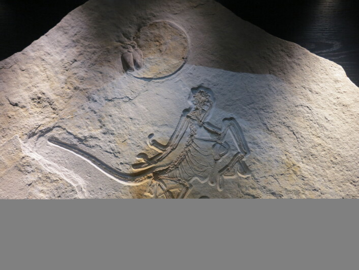 Archaeopteryx. Fugl og dinosaur. Klassisk! Foto: LLD Archaeopteryx. Fugl og dinosaur. Klassisk! Foto: LLD