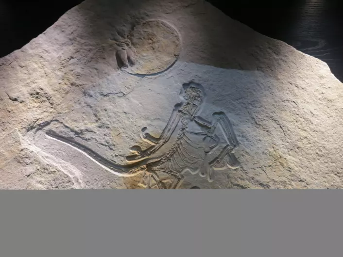 Archaeopteryx. Fugl og dinosaur. Klassisk! Foto: LLD