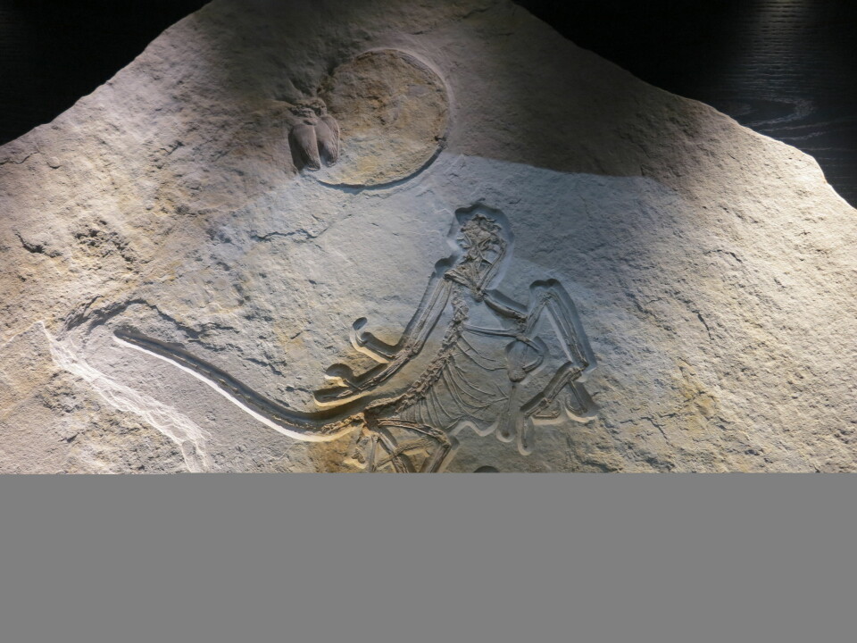 Archaeopteryx. Fugl og dinosaur. Klassisk! Foto: LLD