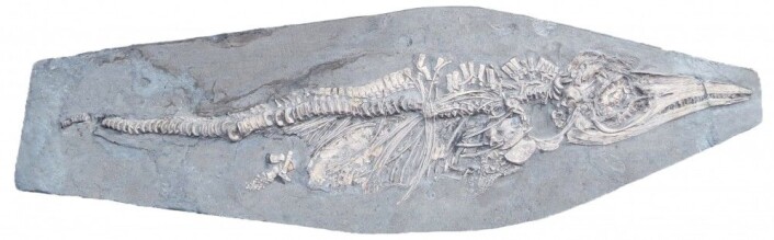 Ichthyosaurus communis-babyen med blekksprutkroker i magen. Foto: Dean Lomax Ichthyosaurus communis-babyen med blekksprutkroker i magen. Foto: Dean Lomax