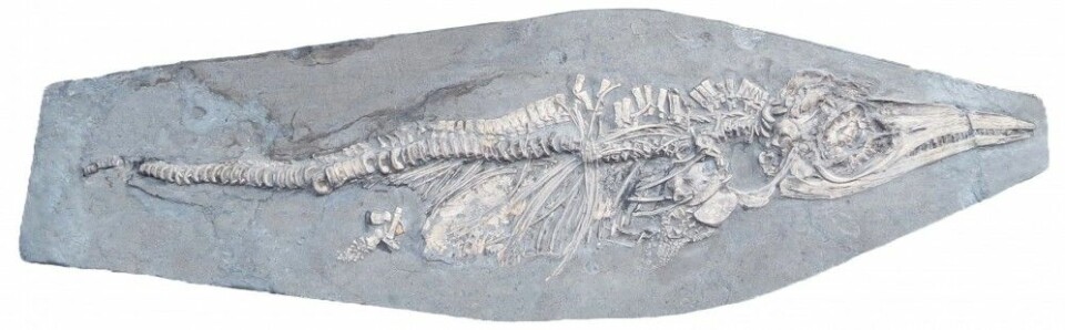 Ichthyosaurus communis-babyen med blekksprutkroker i magen. Foto: Dean Lomax