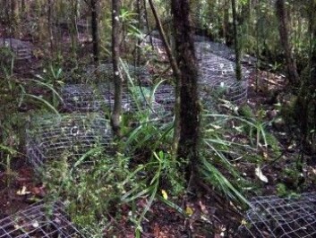 Enklaver av Dactylanthus innburet. Buret beskytter planten mot pungreven, men har akkurat store nok hull til at Dactylanthus innfødte pollinator, korthaleflaggermusen, kan fortsette sitt virke. (Foto: N.Z. Forest management, Rare and endangered species) Enklaver av Dactylanthus innburet. Buret beskytter planten mot pungreven, men har akkurat store nok hull til at Dactylanthus innfødte pollinator, korthaleflaggermusen, kan fortsette sitt virke. (Foto: N.Z. Forest management, Rare and endangered species)