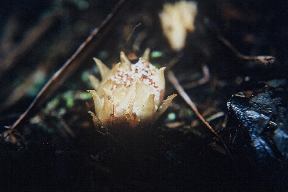 Dactylanthus taylorii i blomst. Dactylanthus er en parasitt som vokser på andre trærs røtter. By Department of Conservation - [New Zealand Department of Conservation www.doc.govt.nz], CC BY-SA 4.0, https://commons.wikimedia.org/w/index.php?curid=47509285