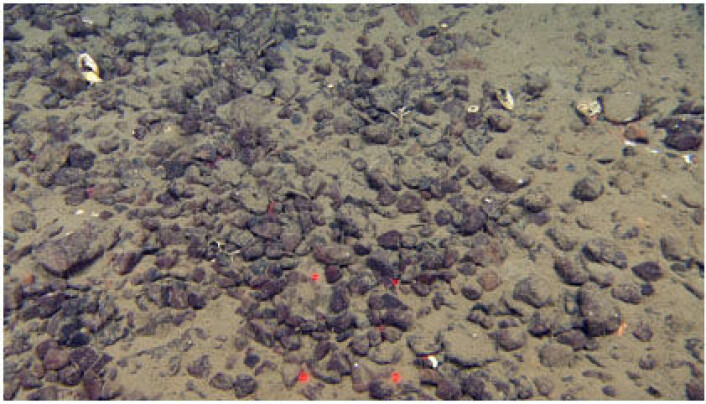 Figur 4. Videobilde av grus på bunnen av et isfjellpløyemerke i MAREANO Øst. De røde laserpunktene er 10 cm fra hverandre.Reflektivitetsdata og videoobservasjoner indikerer at mange isfjellpløyemerker i de østligste områdene har grov grus i bunnen, mens vi i vest finner finkornig materiale som sand og slam i bunnen av pløyemerkene (figur 3 og 4). Foto: MAREANO/Havforskningsinstituttet