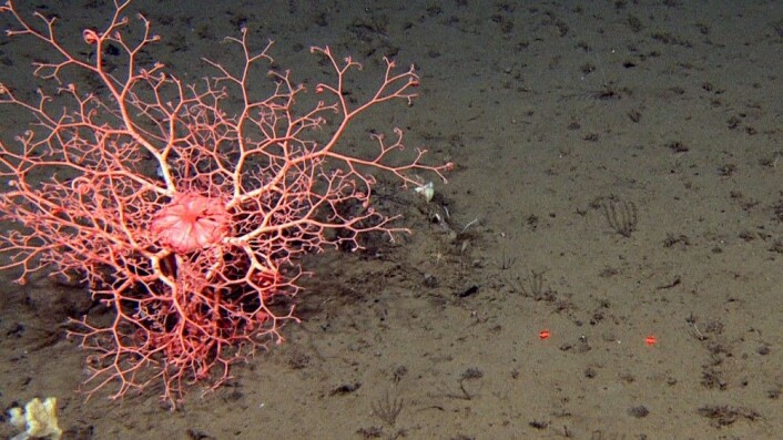 Den nydelige mangearmede slangestjernen medusahode (Gorgonocephalus) lyser opp den brune havbunnen på 950m dyp. Foto: Mareano/Havforskningsinstituttet Den nydelige mangearmede slangestjernen medusahode (Gorgonocephalus) lyser opp den brune havbunnen på 950m dyp. Foto: Mareano/Havforskningsinstituttet