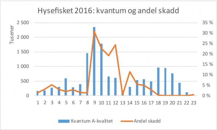Hysefisket første halvår 2016, uke for uke. Kvantum landet hyse og andel skadd hyse. Kilde: Norges Råfisklag. (Illustrasjon: Nofima) Hysefisket første halvår 2016, uke for uke. Kvantum landet hyse og andel skadd hyse. Kilde: Norges Råfisklag. (Illustrasjon: Nofima)