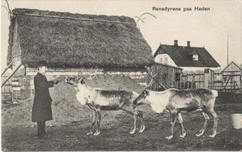 Bildet viser muligens Hans Dall og reinsdyr ved Fredriks stasjon (i én kilde står det at det er Bech, men det stemmer ikke overens med andre fotos av ham). Samtidig dansk postkort. (Etter original på Viborg Lokalhistorisk Arkiv) Bildet viser muligens Hans Dall og reinsdyr ved Fredriks stasjon (i én kilde står det at det er Bech, men det stemmer ikke overens med andre fotos av ham). Samtidig dansk postkort. (Etter original på Viborg Lokalhistorisk Arkiv)