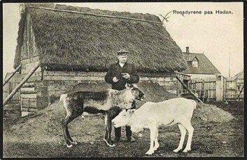 Johannes Bech med reinsdyr i innhegningen ved Fredriks stasjon. Samtidig dansk postkort. (Etter original på Viborg Lokalhistorisk Arkiv) Johannes Bech med reinsdyr i innhegningen ved Fredriks stasjon. Samtidig dansk postkort. (Etter original på Viborg Lokalhistorisk Arkiv)