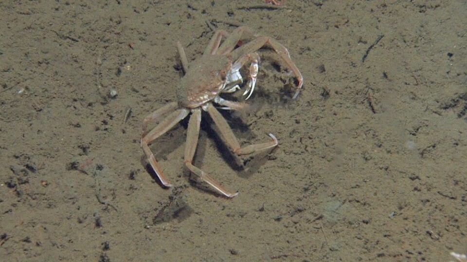 Figur 9: Snøkrabbe. Foto: MAREANO/Havforskningsinstituttet