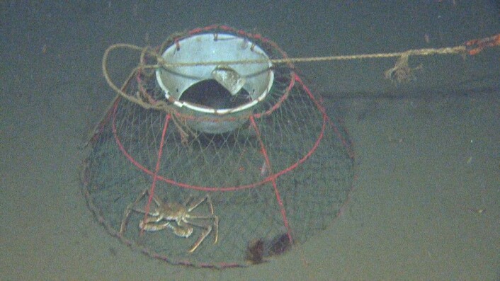 Figur 8: På en stasjon kom vi rett på en teine ca 150 m inn på videolinja. Da var det bare å avbryte videotransektet og hale inn videoriggen Chimaera. Ellers kunne vi risikere å hekte oss fast i lenka med hundrevis av teiner. Én krabbebåt kan håndtere opp til rundt 10 000 teiner, og de kan hale inn rundt 2000 av dem i døgnet. For å få plass til så mange teiner er de konstruert slik at de er sammenleggbare og tar liten plass. Foto: MAREANO/Havforskningsinstituttet Figur 8: På en stasjon kom vi rett på en teine ca 150 m inn på videolinja. Da var det bare å avbryte videotransektet og hale inn videoriggen Chimaera. Ellers kunne vi risikere å hekte oss fast i lenka med hundrevis av teiner. Én krabbebåt kan håndtere opp til rundt 10 000 teiner, og de kan hale inn rundt 2000 av dem i døgnet. For å få plass til så mange teiner er de konstruert slik at de er sammenleggbare og tar liten plass. Foto: MAREANO/Havforskningsinstituttet