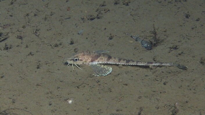 Figur 6: Gapeflyndre (øverst) og langebarn (i midten) er de vanligste fiskene i området, kanskje vanligere enn torsk. Tiskjegg (nederst) er en forunderlig og vakker fisk som vi har observert en del ganger. I bakgrunnen skimter vi en ulke. Foto: MAREANO/Havforskingsinstituttet Figur 6: Gapeflyndre (øverst) og langebarn (i midten) er de vanligste fiskene i området, kanskje vanligere enn torsk. Tiskjegg (nederst) er en forunderlig og vakker fisk som vi har observert en del ganger. I bakgrunnen skimter vi en ulke. Foto: MAREANO/Havforskingsinstituttet
