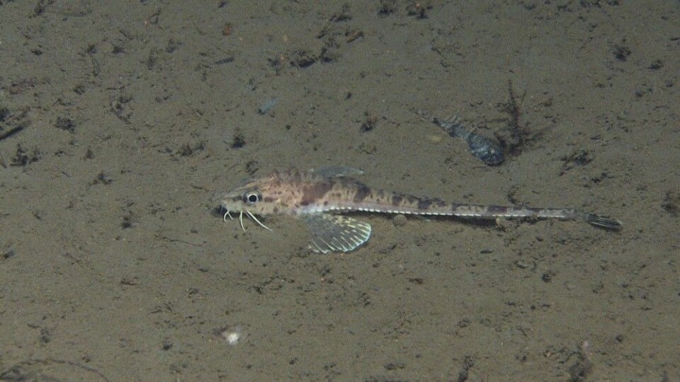 Figur 6: Gapeflyndre (øverst) og langebarn (i midten) er de vanligste fiskene i området, kanskje vanligere enn torsk. Tiskjegg (nederst) er en forunderlig og vakker fisk som vi har observert en del ganger. I bakgrunnen skimter vi en ulke. Foto: MAREANO/Havforskingsinstituttet