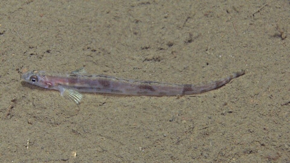 Foto: MAREANO/Havforskningsinstituttet