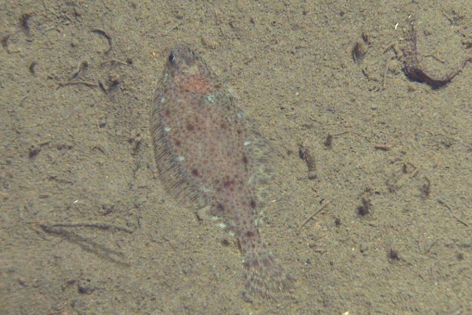 Foto: MAREANO/Havforskningsinstituttet