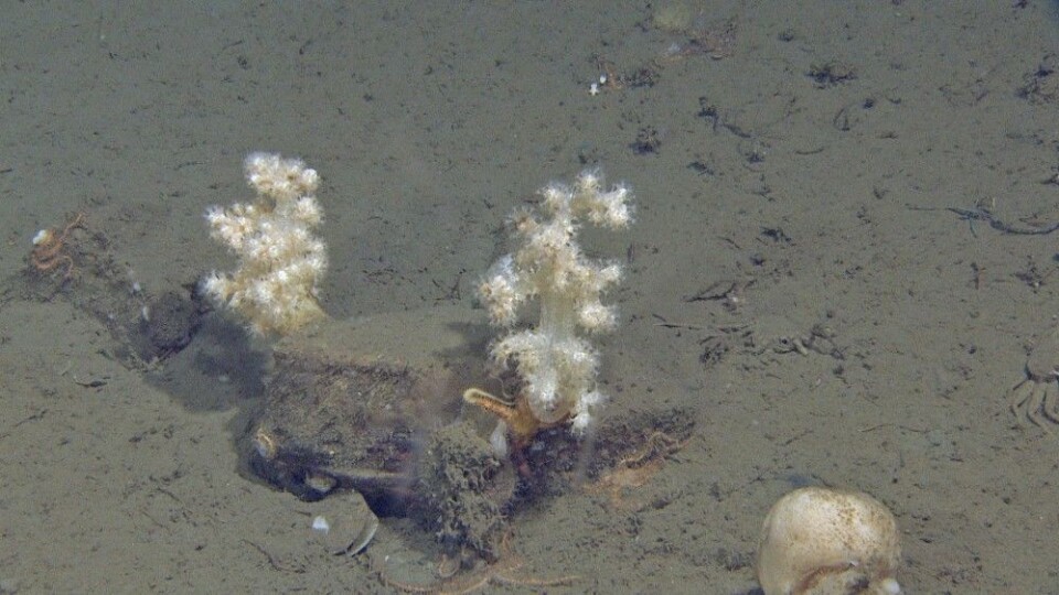 Figur 5: Blomkålkorallen Gersemia er en bløtkorall som er vanlig over store deler av Barentshavet. Foto: MAREANO/Havforskningsinstituttet