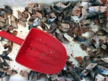 Makrell som er ferdig oppskåret og klar til å tres på fiskekroken. (Foto: Kine Mari Karlsen) Makrell som er ferdig oppskåret og klar til å tres på fiskekroken. (Foto: Kine Mari Karlsen)
