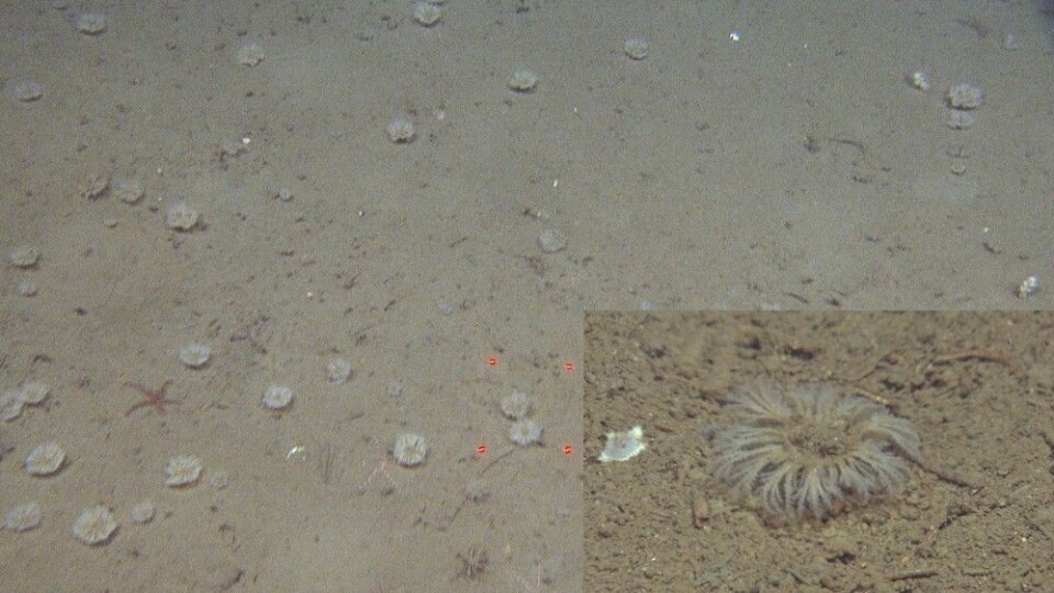 Figur 4: I sentralbankenrenna observerte vi et kransformet mosdyr med bevegelige greiner. Denne opptrådte i store tettheter lokalt. Vi har enda ikke klart å sette navn på dette dyret, men vi holder utkikk etter den i prøvene som vi tar med grabb og bomtrål. Foto: MAREANO/Havforskningsinstituttet