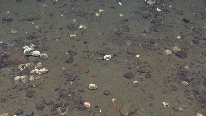 Figur 3: I den sørlige kanten av Sentralbanken observerte vi høye tettheter av skall fra døde muslinger (Ciliatocardium og Mya). Foto: MAREANO/Havforskningsinstituttet Figur 3: I den sørlige kanten av Sentralbanken observerte vi høye tettheter av skall fra døde muslinger (Ciliatocardium og Mya). Foto: MAREANO/Havforskningsinstituttet