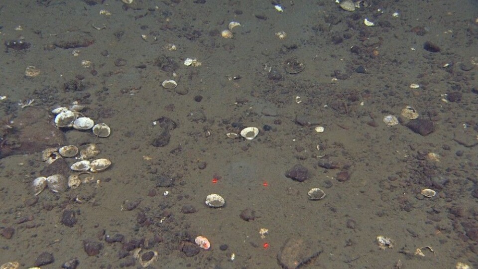 Figur 3: I den sørlige kanten av Sentralbanken observerte vi høye tettheter av skall fra døde muslinger (Ciliatocardium og Mya). Foto: MAREANO/Havforskningsinstituttet