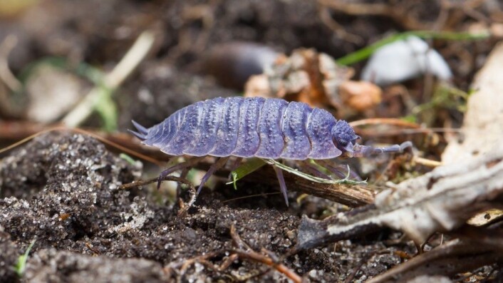 Skrukketrollet er vårt eneste landlevende krepsdyr. (Foto: Colourbox) Skrukketrollet er vårt eneste landlevende krepsdyr. (Foto: Colourbox)