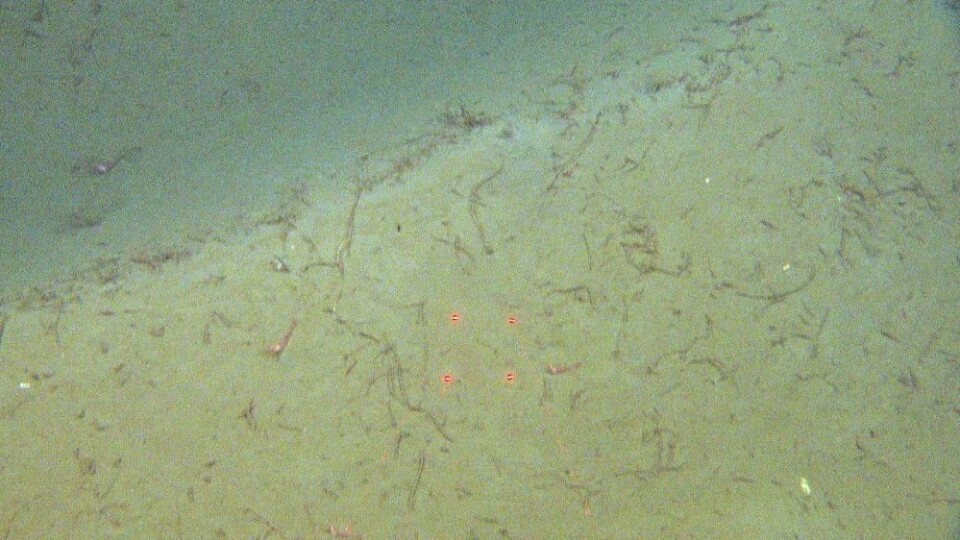 Figur 2: De sporene etter trål som vi har sett på bunnen på dette toktet, er gamle. I slike spor kommer de lange rørene av børstemakken Spiochaetopterus til syne. På urørt bunn er det kun en kort ende som stikker opp. Foto: MAREANO/Havforskningsinstituttet