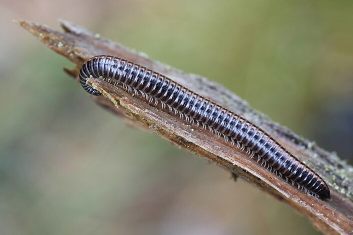 Tusenbeinet Ommatoiulus sabulosus har 100 par bein. (Foto: Shutterstock /NTB scanpix) Tusenbeinet Ommatoiulus sabulosus har 100 par bein. (Foto: Shutterstock /NTB scanpix)