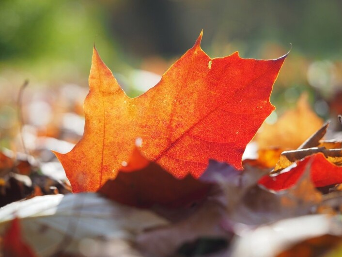 (Foto: Colourbox) (Foto: Colourbox)