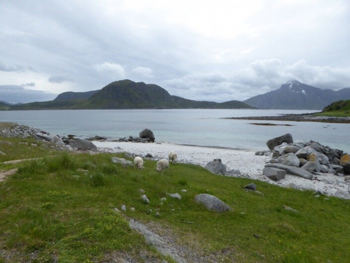 Grønt gress med arter som indikerer eng, men er det havet, sauene eller noe annet som holder det åpent? Uttakleiv i Lofoten. HAU Grønt gress med arter som indikerer eng, men er det havet, sauene eller noe annet som holder det åpent? Uttakleiv i Lofoten. HAU