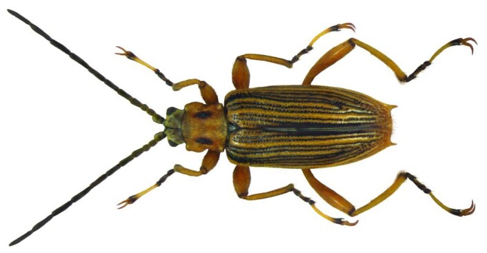 Bladbillen <em>Macroplea appendiculata</em>. Foto: Udo Schmidt (CC BY-SA 2.0) Bladbillen <em>Macroplea appendiculata</em>. Foto: Udo Schmidt (CC BY-SA 2.0)