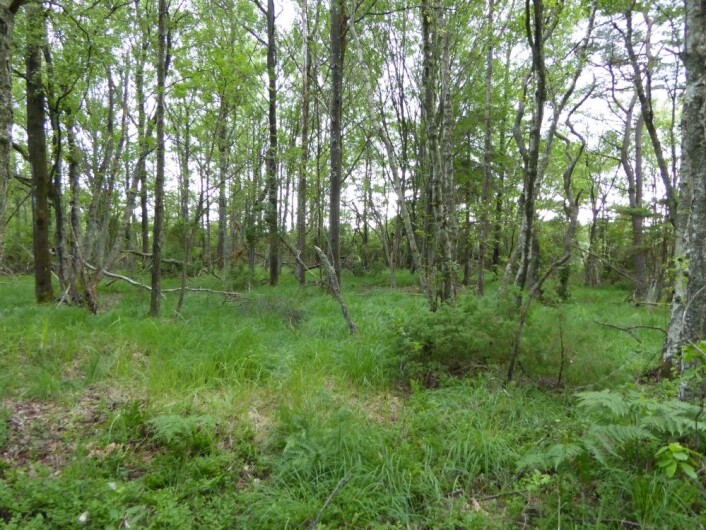 Skog eller eng i gjengroing? Lik alder på trærne betyr ofte gjengroing, og i dette tilfellet støttes det av at det like ved lå en gammel gård. Vesterøy, Hvaler. HAU Skog eller eng i gjengroing? Lik alder på trærne betyr ofte gjengroing, og i dette tilfellet støttes det av at det like ved lå en gammel gård. Vesterøy, Hvaler. HAU