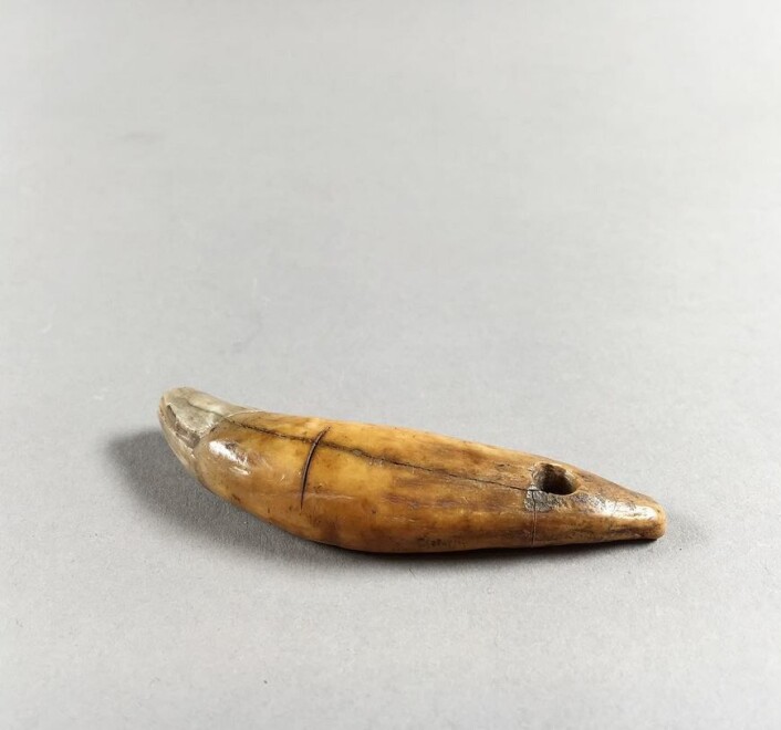 En bjørnetannamulett med et inrisset kors. Lengde: 7,5 cm. Datert til 1200-tallet. Funnet ved Follobaneprosjektet, Gamlebyen i Oslo. Foto: Sara Langvik Berge, NIKU. Fra <a href="http://www.instagram.com/niku_archaeology">www.instagram.com/niku_archaeology</a> En bjørnetannamulett med et inrisset kors. Lengde: 7,5 cm. Datert til 1200-tallet. Funnet ved Follobaneprosjektet, Gamlebyen i Oslo. Foto: Sara Langvik Berge, NIKU. Fra <a href="http://www.instagram.com/niku_archaeology">www.instagram.com/niku_archaeology</a>