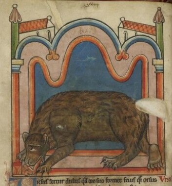 GAMMEL BEKJENT: Bjørnen harspilt en viktig rolle gjennomhele kulturhistorien. Her enbjørn fra et middelaldermanuskript. Image taken from Bestiary.Originally published/produced in England (Salisbury?); 1230-1240.Held and digitised by the British Library, and uploaded to Flickr Commons. GAMMEL BEKJENT: Bjørnen harspilt en viktig rolle gjennomhele kulturhistorien. Her enbjørn fra et middelaldermanuskript. Image taken from Bestiary.Originally published/produced in England (Salisbury?); 1230-1240.Held and digitised by the British Library, and uploaded to Flickr Commons.