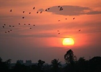 Gambia kan tilby varme, sol og «et mørke fullt av lyder, lukt og levd liv». (Foto: Colourbox) Gambia kan tilby varme, sol og «et mørke fullt av lyder, lukt og levd liv». (Foto: Colourbox)