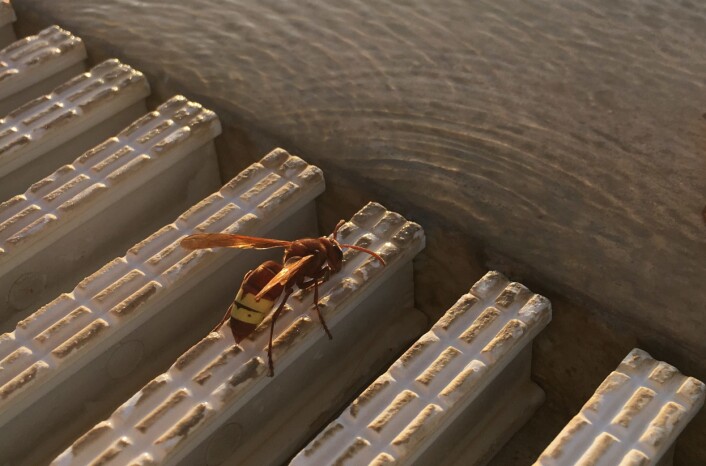 Et insekt? Ja, men også en levende, flyvende solcelle! Foto: Anne S-T Et insekt? Ja, men også en levende, flyvende solcelle! Foto: Anne S-T