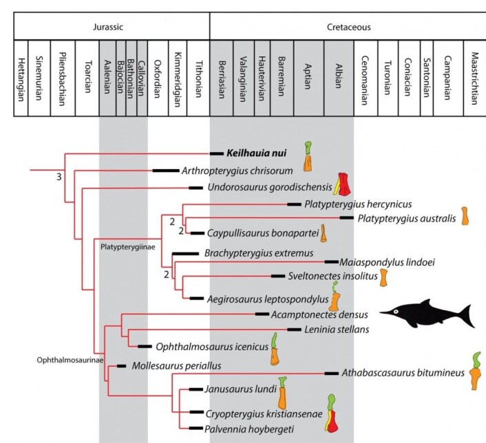 Det fylogenetiske treet fra vår artikkel om fiskeøglene fra Svalbard. De fargede tegningene er utseende til hofta i hver enkelt art. Mikkel er <em>Keilhauia nui</em>. Ill.: Delsett et al. 2017 Det fylogenetiske treet fra vår artikkel om fiskeøglene fra Svalbard. De fargede tegningene er utseende til hofta i hver enkelt art. Mikkel er <em>Keilhauia nui</em>. Ill.: Delsett et al. 2017