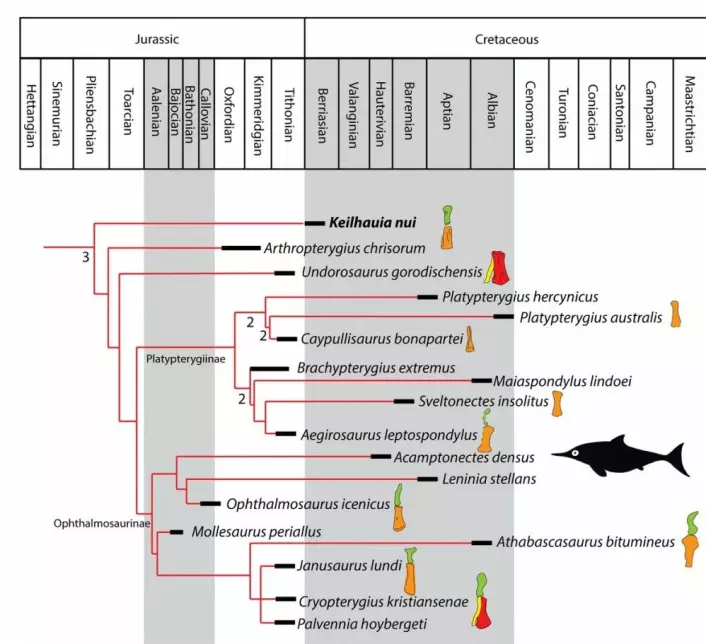 Det fylogenetiske treet fra vår artikkel om fiskeøglene fra Svalbard. De fargede tegningene er utseende til hofta i hver enkelt art. Mikkel er <em>Keilhauia nui</em>. Ill.: Delsett et al. 2017
