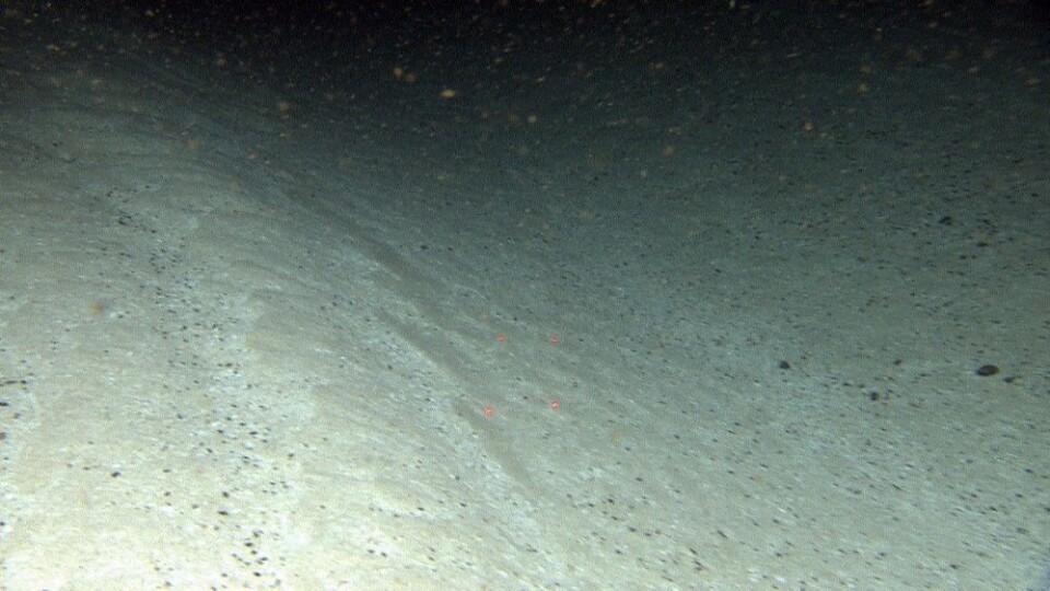 Her ses hvordan sterke strømmer danner meterhøye sandbølger i et såkalt høyenergetisk bunnmiljø på Spitsbergenbanken ved Bjørnøya. Foto: Mareano/Havforskningsinstituttet