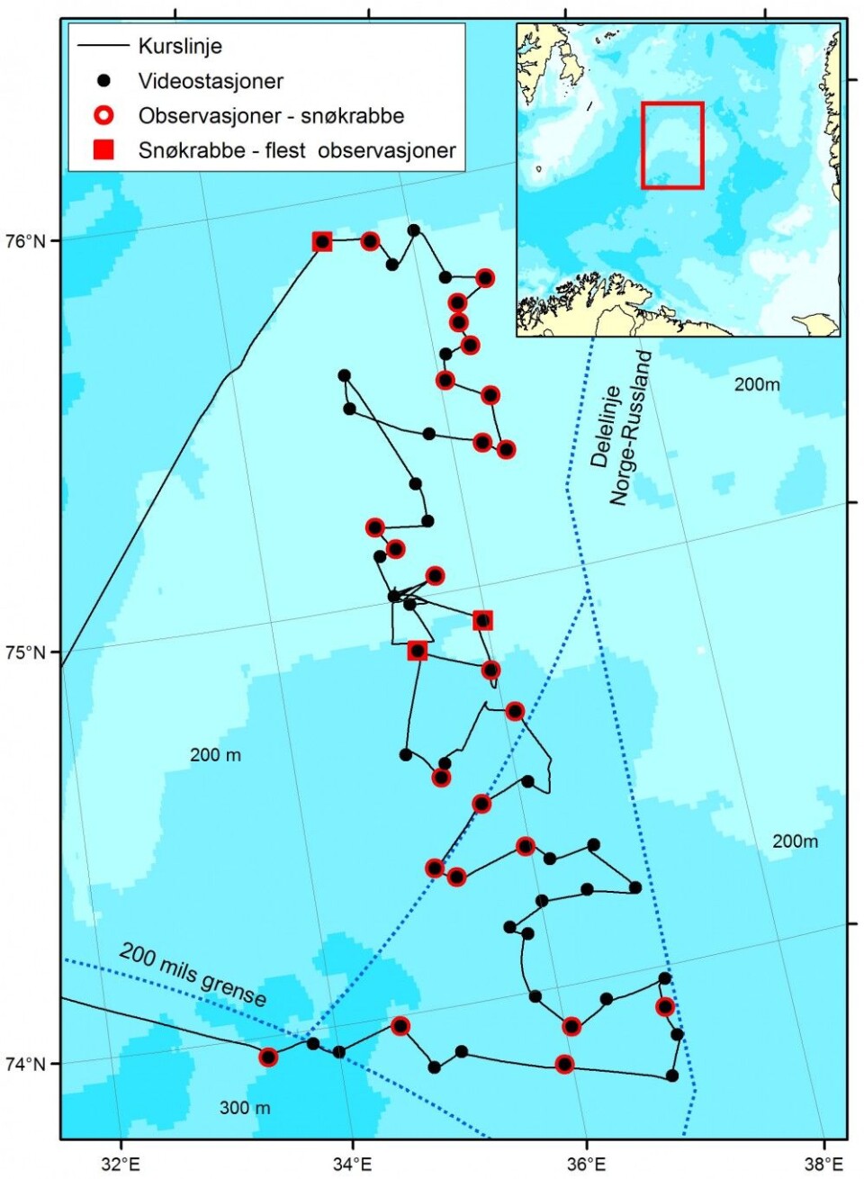 Kartet viser stasjonene i det nordøstlige Barentshavet hvor snøkrabbe er blitt observert (rød markering). På de tre stasjonene med størst tetthet av krabber (markert med rød firkant) er tettheten 4000 - 9000 individer per km2. Dette er et minimums estimat siden de fleste er små (< 5 cm over ryggskjoldet) og har samme farge som mudderbunnen de lever på og derfor kan være vanskelige å observere. (Kart: Mareano)
