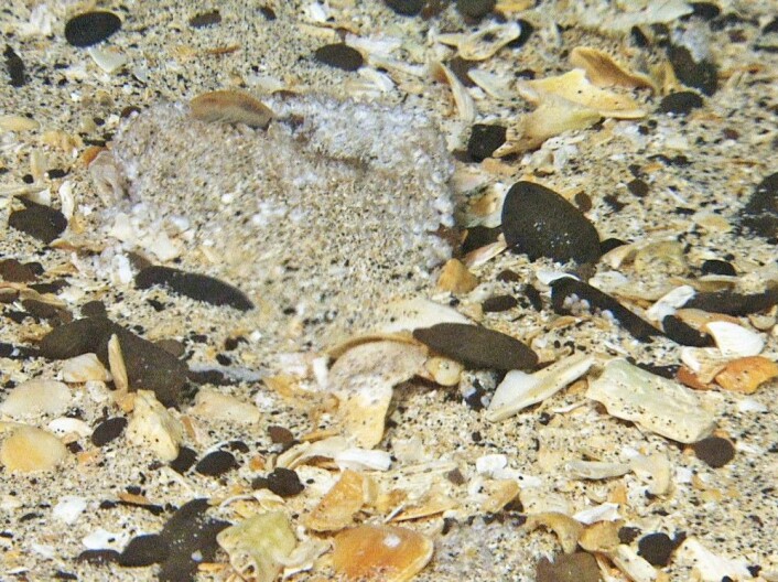 Steinen er dekket med små nysettlete rur som plukkes av og bæres vekk av tangloppen (amfipoden) som sees i øvre venstre hjørne av bildet. Foto: Mareano/Havforskningsinstituttet