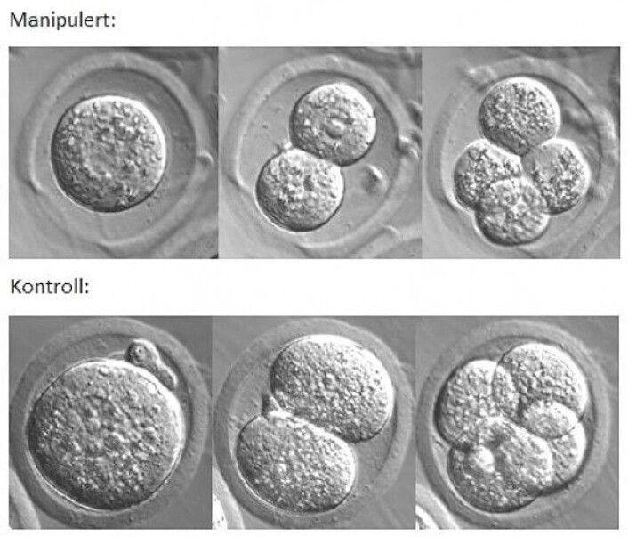 «Time lapse»-mikroskopi: En manipulert musezygote (dvs. redusert cytoplasmavolum) og dens to første celledelinger (øverste rad), og en kontroll-musezyogote (dvs. naturlig størrelse) og dens første celledelinger (nederste rad). (Foto: Trine Skuland, Reproduksjonsmedisinsk avdeling ved Oslo Universitetssykehus.) «Time lapse»-mikroskopi: En manipulert musezygote (dvs. redusert cytoplasmavolum) og dens to første celledelinger (øverste rad), og en kontroll-musezyogote (dvs. naturlig størrelse) og dens første celledelinger (nederste rad). (Foto: Trine Skuland, Reproduksjonsmedisinsk avdeling ved Oslo Universitetssykehus.)